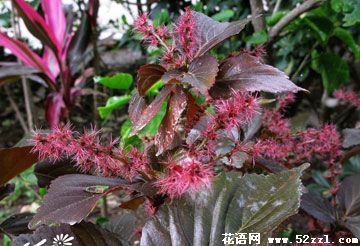 宁波慈溪红桑花（铁苋菜）的花语