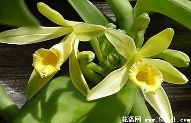 宁波慈溪香子兰（香荚兰）的花语