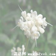 宁波慈溪杜若花的花语