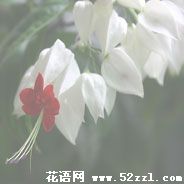 宁波慈溪龙吐珠的花语