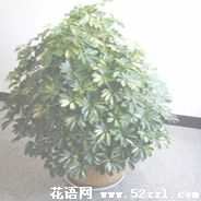 宁波慈溪鹅掌柴的花语