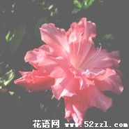 宁波慈溪杜鹃花的花语