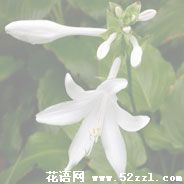 宁波慈溪晚香玉（夜来香）的花语