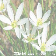 宁波慈溪葱兰的花语