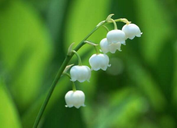 宁波慈溪铃兰花花语