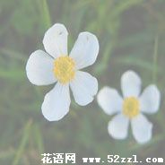 宁波慈溪银莲花的花语