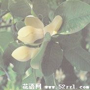 宁波慈溪优昙花（山玉兰）的花语